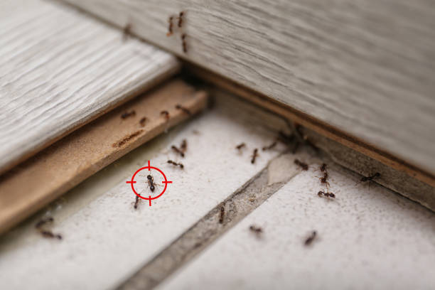Best Wasp Removal Services  in Hawarden, IA