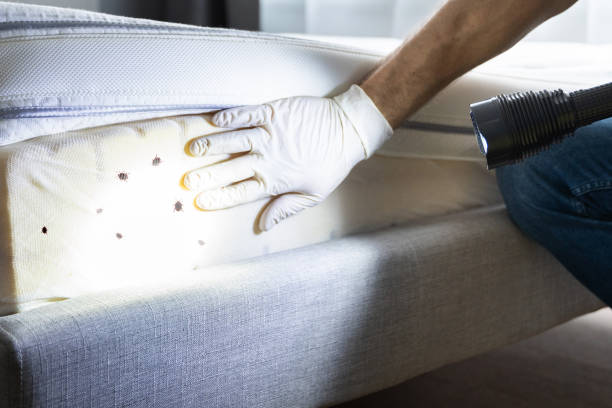 Best Flea Control Services  in Hawarden, IA