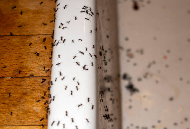 Best Insect Control  in Hawarden, IA