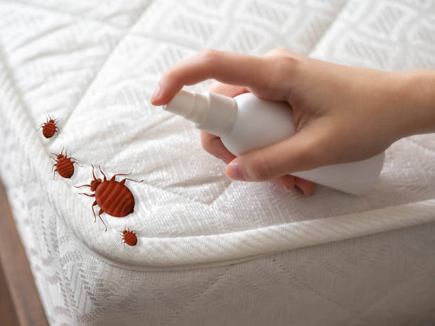 Best Termite Control Services  in Hawarden, IA