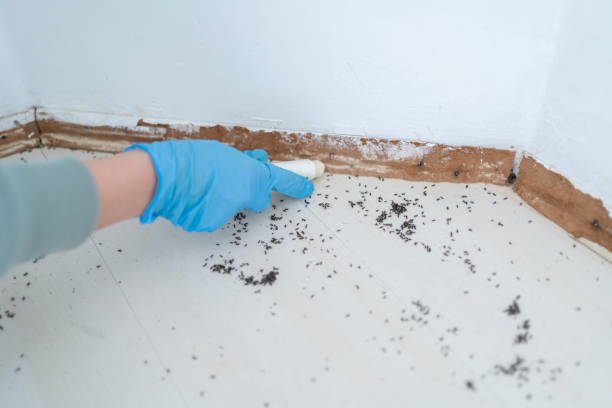 Best Local Pest Control Services  in Hawarden, IA